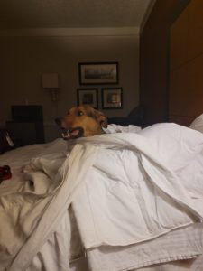 Dog Enjoying Hotel Bed Amarillo TX